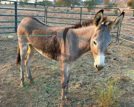 Wild Ass On the Mend After Newest Projectile Strike on Free-Roaming Asses in the Golden State